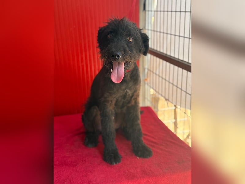 Bobo, Puli-Mix, Rüde, geb. 14.09.2023, 42 cm, 13 kg