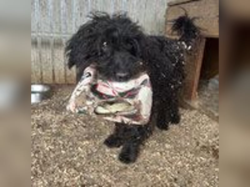 Henry, Puli, Rüde, geb. 16.09.2012, ca. 44 cm, 14 kg - NOTFALL -