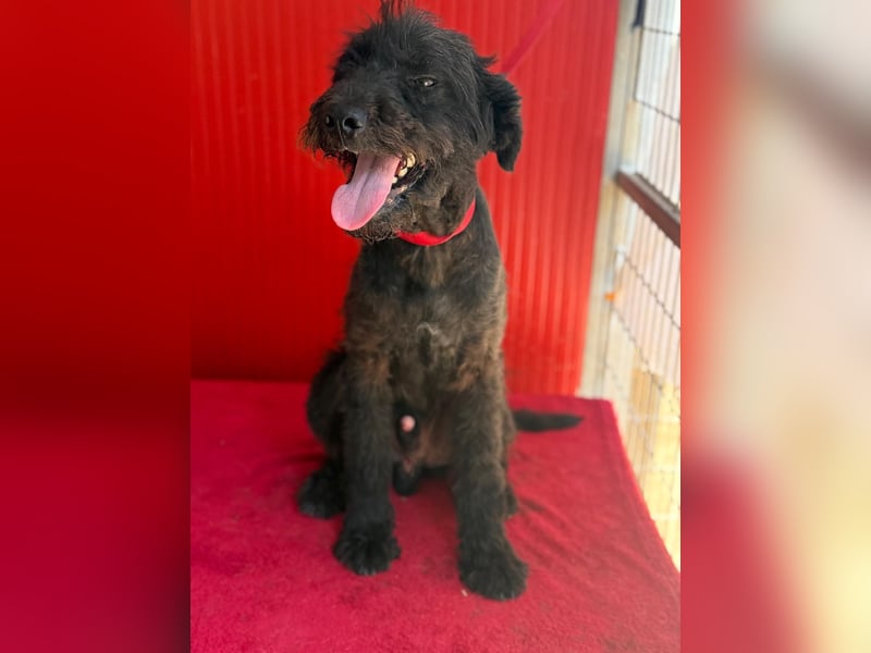 Bobo, Puli-Mix, Rüde, geb. 14.09.2023, 42 cm, 13 kg