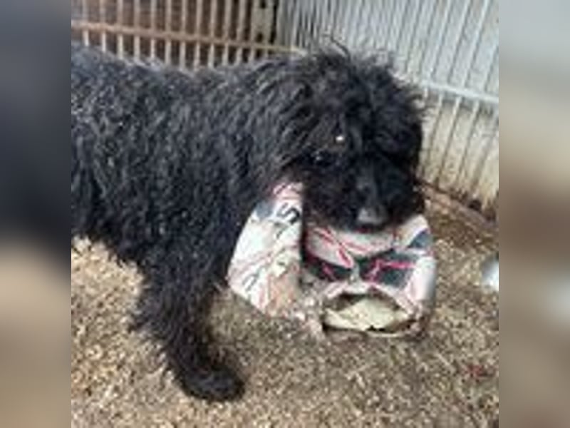 Henry, Puli, Rüde, geb. 16.09.2012, ca. 44 cm, 14 kg - NOTFALL -