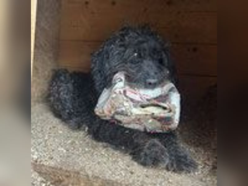 Henry, Puli, Rüde, geb. 16.09.2012, ca. 44 cm, 14 kg - NOTFALL -