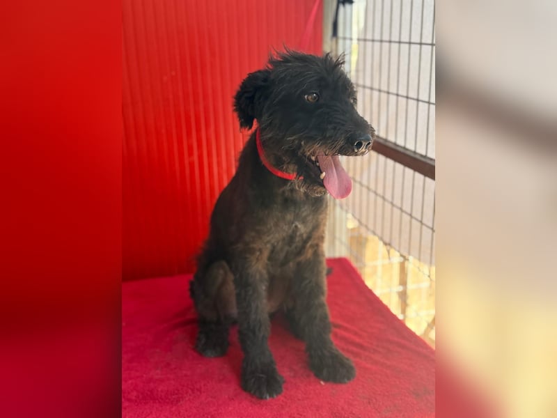 Bobo, Puli-Mix, Rüde, geb. 14.09.2023, 42 cm, 13 kg