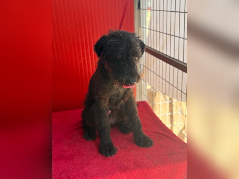 Bobo, Puli-Mix, Rüde, geb. 14.09.2023, 42 cm, 13 kg