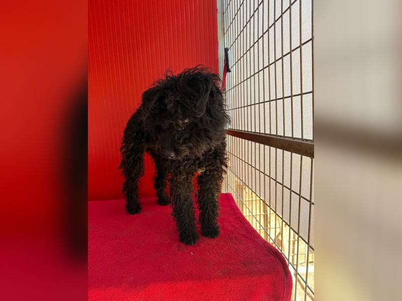 Casper, Puli-Pudel-Mix, Rüde, geb. am. 05.08.2024, 43 cm, 11 kg