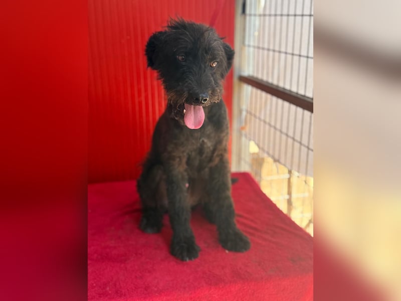 Bobo, Puli-Mix, Rüde, geb. 14.09.2023, 42 cm, 13 kg