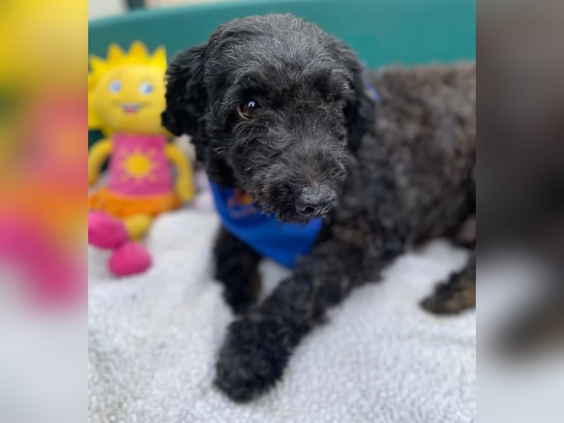 ULLI - Kleiner Puli-Mix Rüde sucht seine Familie