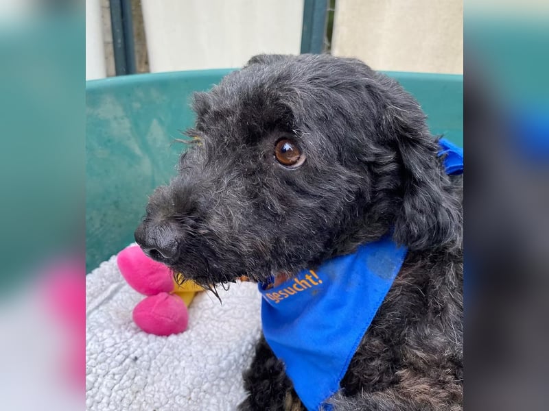 ULLI - Kleiner Puli-Mix Rüde sucht seine Familie