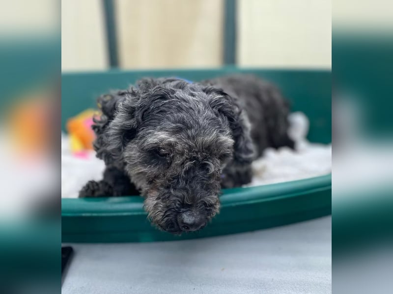OTTO - Kleiner, freundlicher, Puli-Mix,allergikerfreundlich