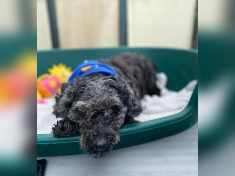 OTTO - Kleiner, freundlicher, Puli-Mix,allergikerfreundlich