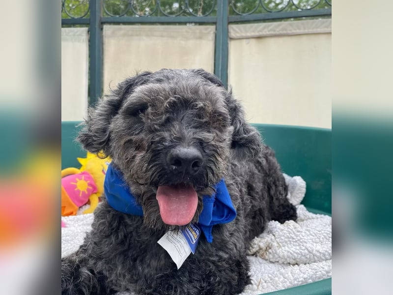 OTTO - Kleiner, freundlicher, Puli-Mix,allergikerfreundlich