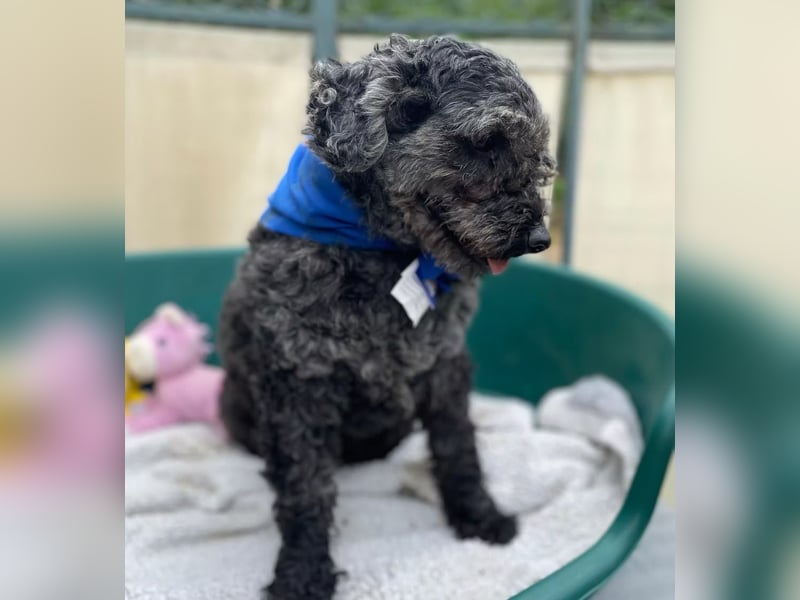 OTTO - Kleiner, freundlicher, Puli-Mix,allergikerfreundlich