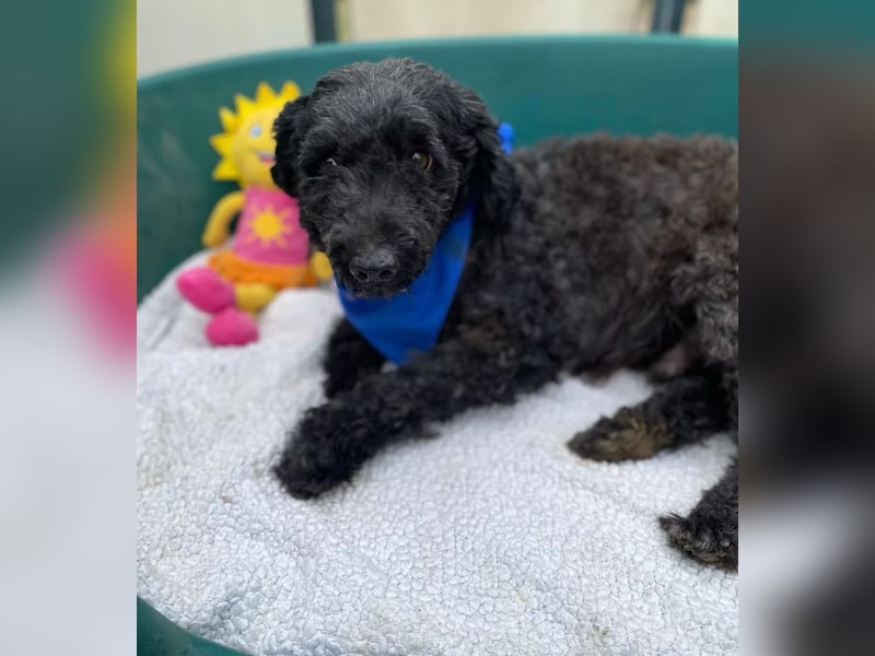 ULLI - Kleiner Puli-Mix Rüde sucht seine Familie