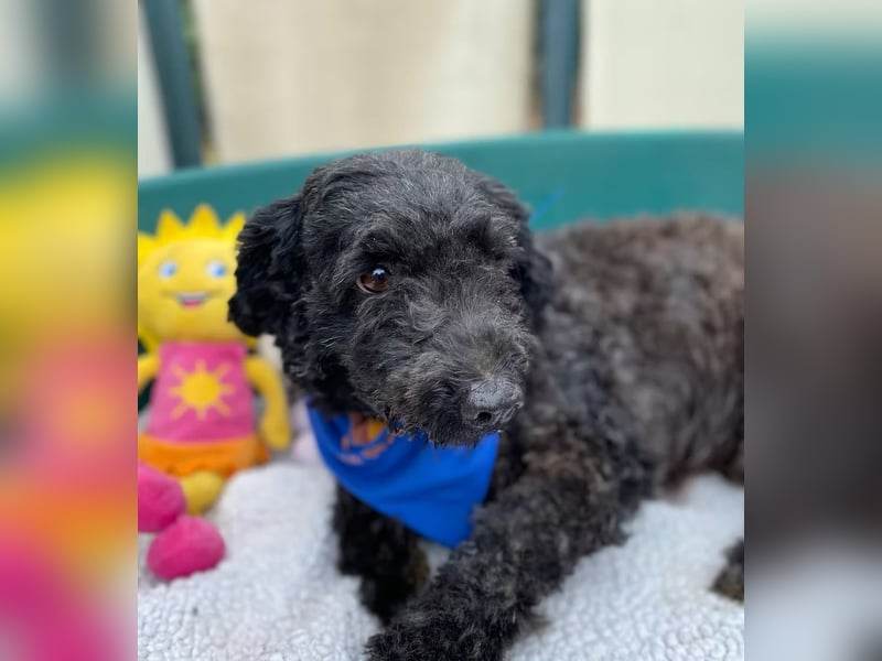 ULLI - Kleiner Puli-Mix Rüde sucht seine Familie