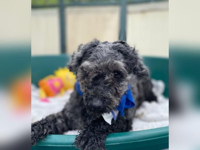 OTTO - Kleiner, freundlicher, Puli-Mix,allergikerfreundlich