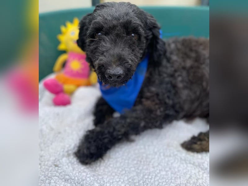 ULLI - Kleiner Puli-Mix Rüde sucht seine Familie