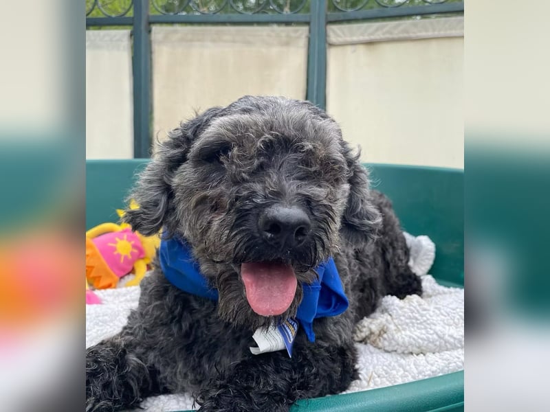 OTTO - Kleiner, freundlicher, Puli-Mix,allergikerfreundlich