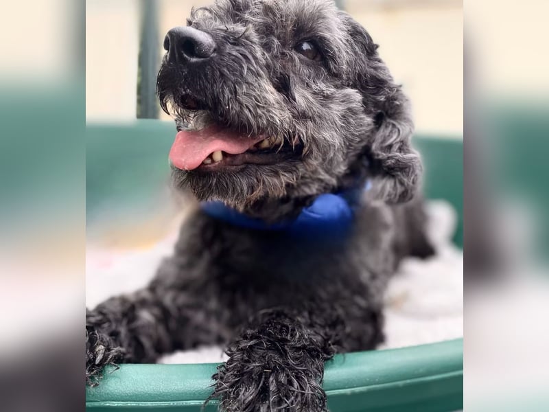 OTTO - Kleiner, freundlicher, Puli-Mix,allergikerfreundlich
