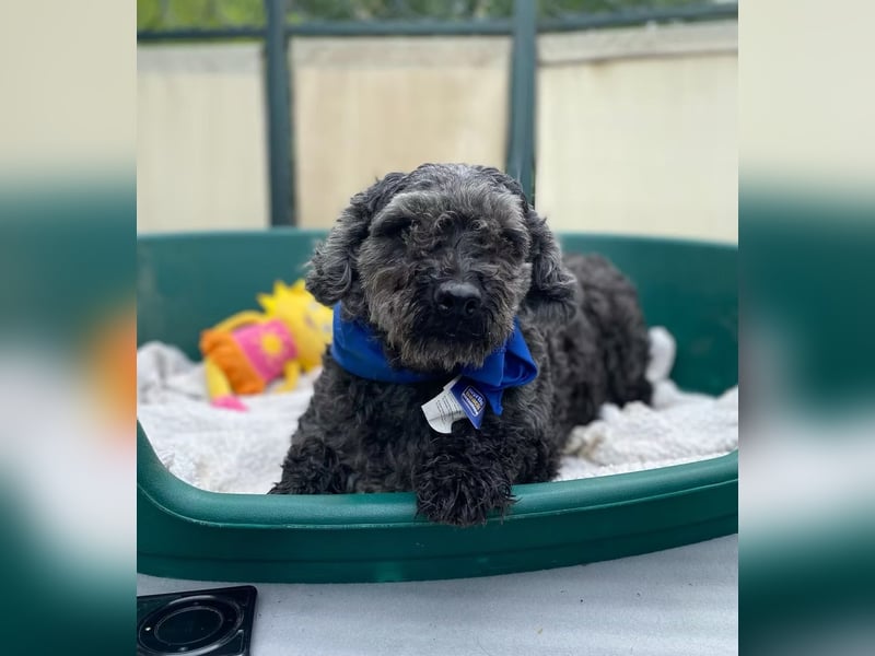 OTTO - Kleiner, freundlicher, Puli-Mix,allergikerfreundlich