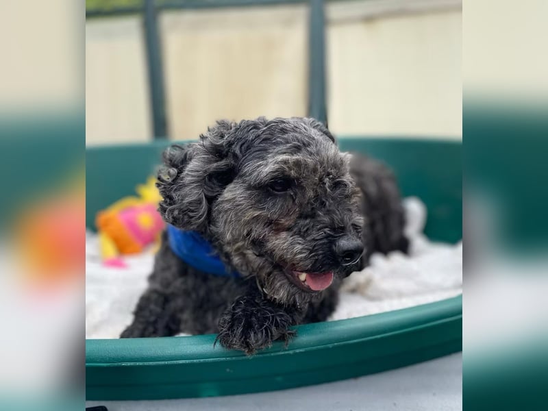 OTTO - Kleiner, freundlicher, Puli-Mix,allergikerfreundlich