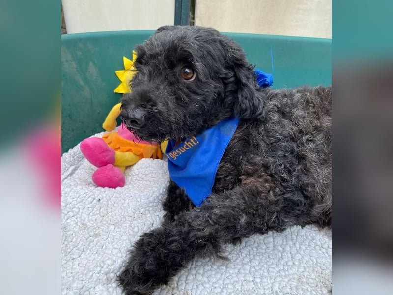 ULLI - Kleiner Puli-Mix Rüde sucht seine Familie