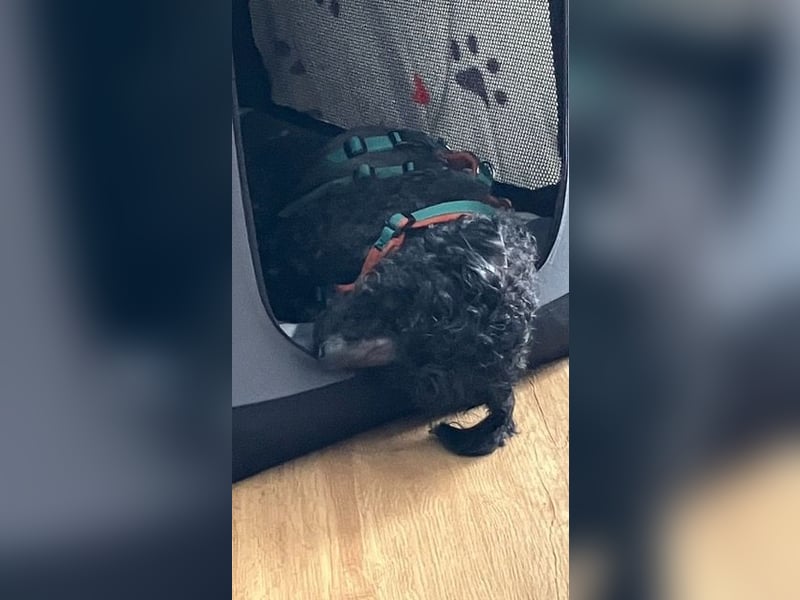 Bongo sucht dringend Gnadenplatz, auf Pflegestelle in Glücksburg