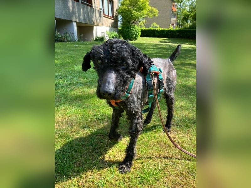Bongo sucht dringend Gnadenplatz, auf Pflegestelle in Glücksburg
