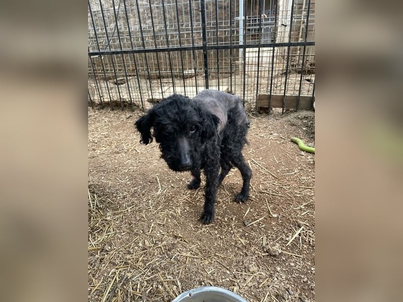 Bongo sucht dringend Gnadenplatz, auf Pflegestelle in Glücksburg