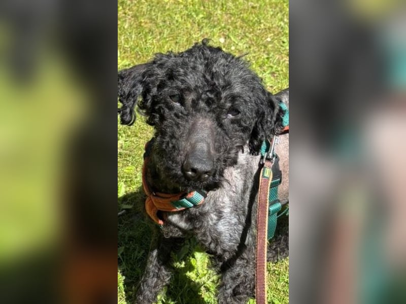 Bongo sucht dringend Gnadenplatz, auf Pflegestelle in Glücksburg