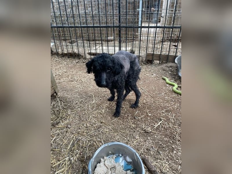 Bongo sucht dringend Gnadenplatz, auf Pflegestelle in Glücksburg