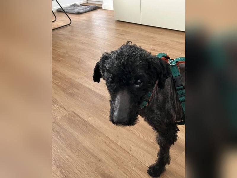 Bongo sucht dringend Gnadenplatz, auf Pflegestelle in Glücksburg