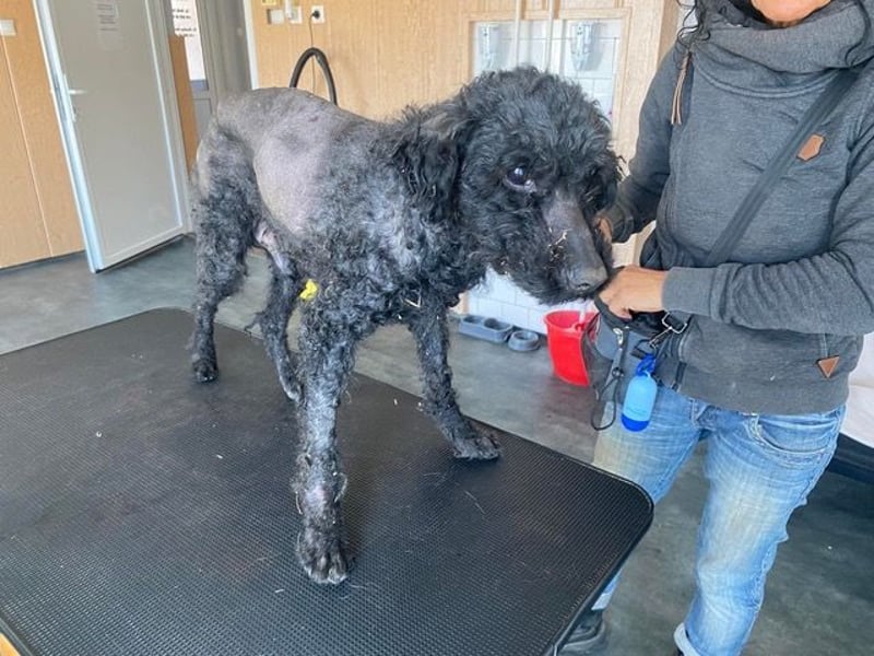 Bongo sucht dringend Gnadenplatz, auf Pflegestelle in Glücksburg