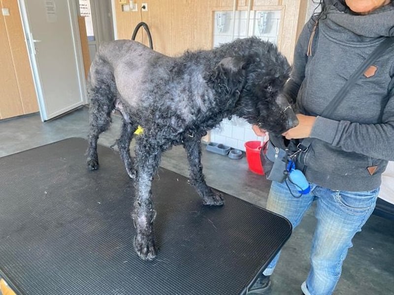Bongo sucht dringend Gnadenplatz, auf Pflegestelle in Glücksburg