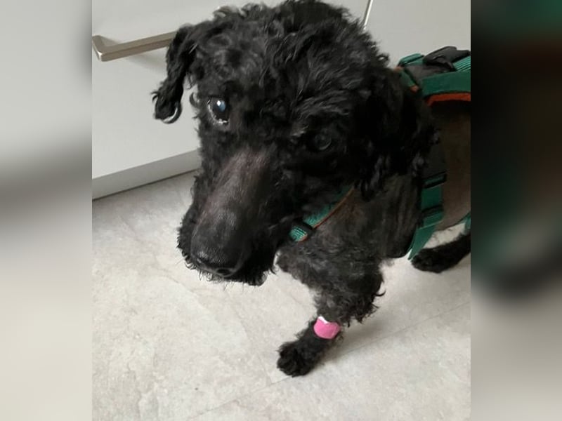 Bongo sucht dringend Gnadenplatz, auf Pflegestelle in Glücksburg