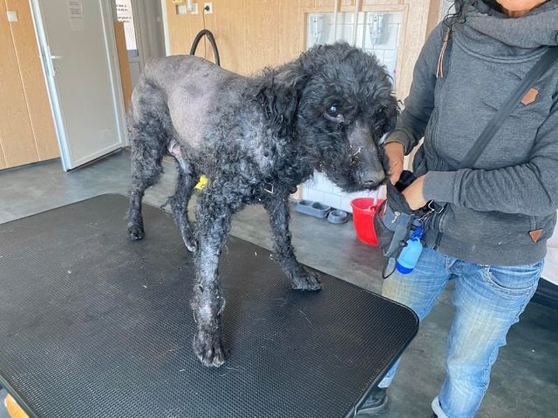 Bongo sucht dringend Gnadenplatz, auf Pflegestelle in Glücksburg