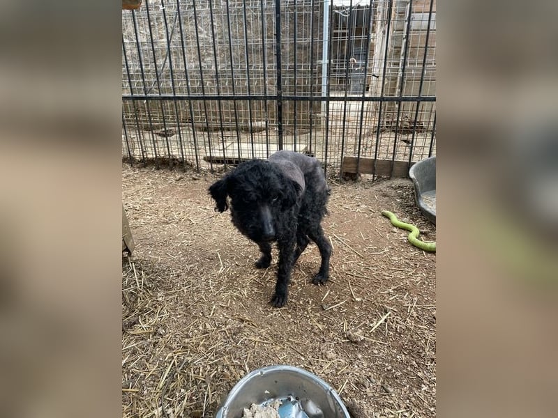 Bongo sucht dringend Gnadenplatz, auf Pflegestelle in Glücksburg