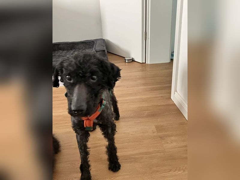 Bongo sucht dringend Gnadenplatz, auf Pflegestelle in Glücksburg
