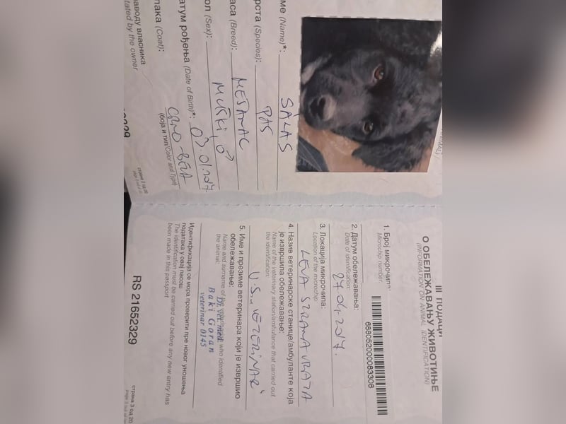 Szálas VA – junger Puli-Mix mit offenem Wesen sucht liebevolles Zuhause