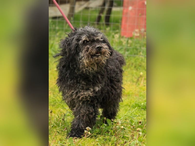 Bogáncs LM – Traumhund auf vier Pfoten sucht Herzensmenschen