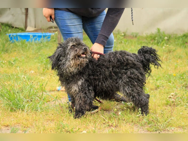 Bogáncs LM – Traumhund auf vier Pfoten sucht Herzensmenschen