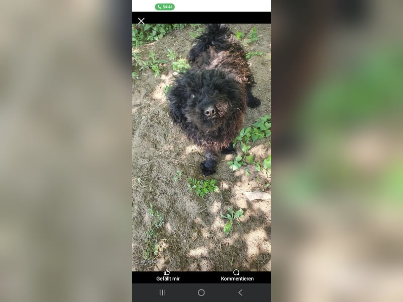 Guba-DG, Hütehund sucht Aufgabe!