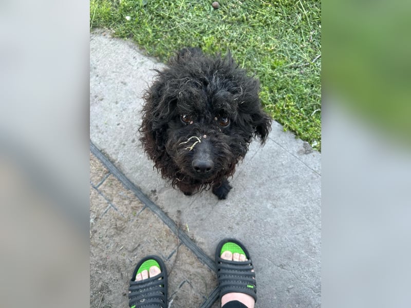 Guba-DG, Hütehund sucht Aufgabe!