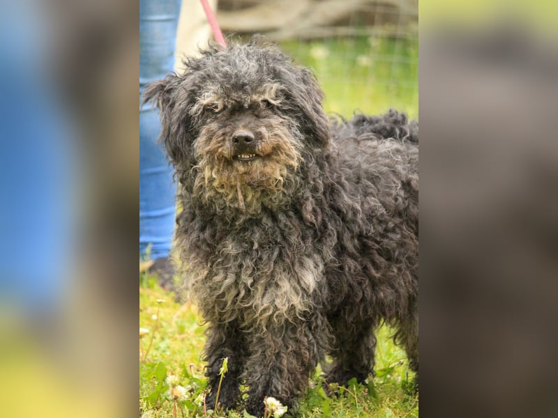 Bogáncs LM – Traumhund auf vier Pfoten sucht Herzensmenschen