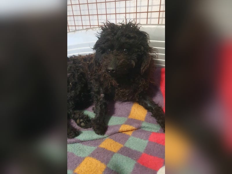 Guba-DG, Hütehund sucht Aufgabe!