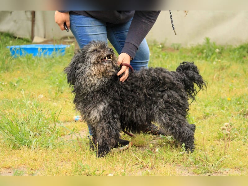 Bogáncs LM – Traumhund auf vier Pfoten sucht Herzensmenschen