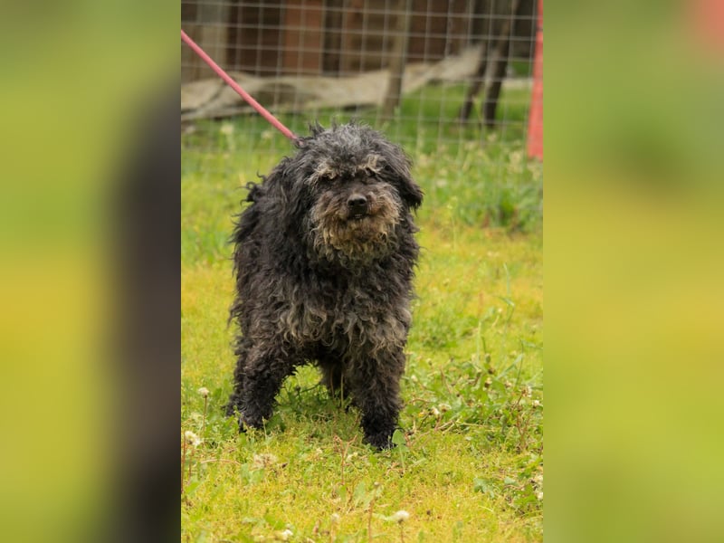 Bogáncs LM – Traumhund auf vier Pfoten sucht Herzensmenschen