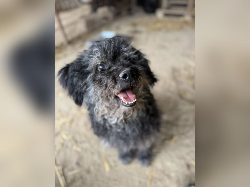 Bogáncs LM – Traumhund auf vier Pfoten sucht Herzensmenschen