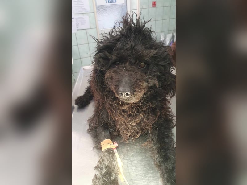 Guba-DG, Hütehund sucht Aufgabe!