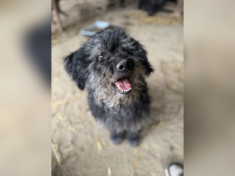 Bogáncs LM – Traumhund auf vier Pfoten sucht Herzensmenschen