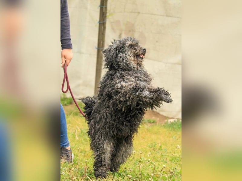 Bogáncs LM – Traumhund auf vier Pfoten sucht Herzensmenschen