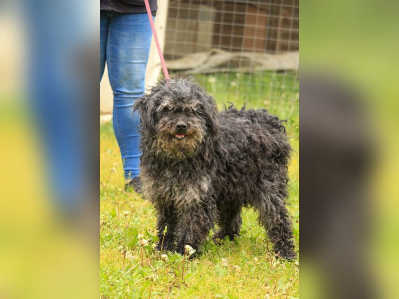 Bogáncs LM – Traumhund auf vier Pfoten sucht Herzensmenschen